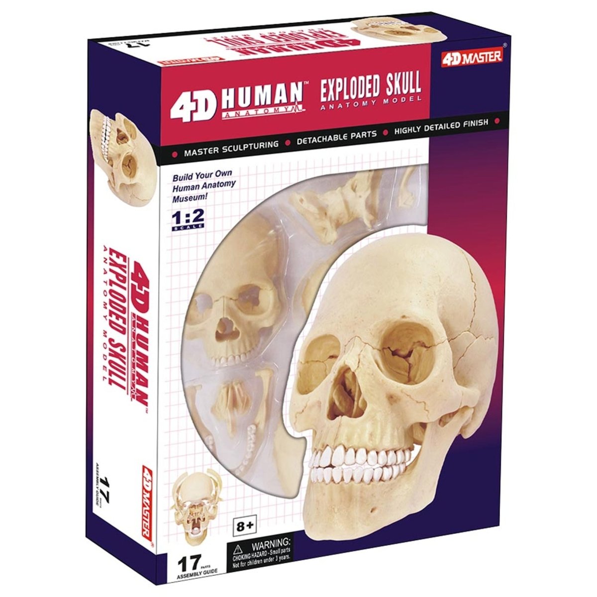 HUMAN ANATOMY SKULL MODEL - Premium for Kids in Qatar | Toysaro.com